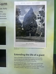 Eucalyptus delegatensis