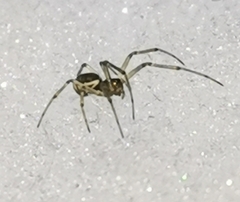 Neriene peltata