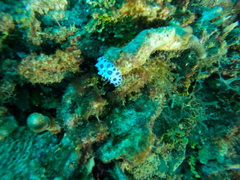 Ceratophyllidia papilligera