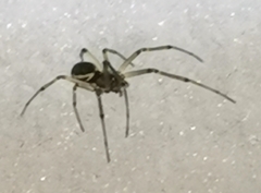 Neriene peltata