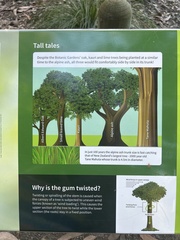 Eucalyptus delegatensis