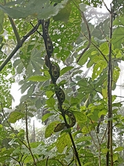 Bothriechis schlegelii