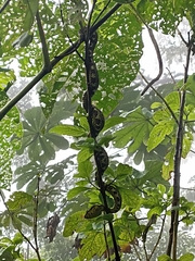 Bothriechis schlegelii