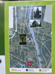 Eucalyptus delegatensis