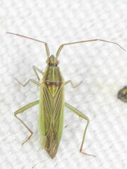 Stenodema calcarata