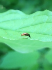 Anaspis maculata