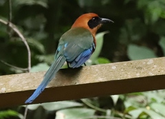 Baryphthengus martii