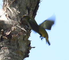 Euphonia chrysopasta