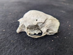 Coendou longicaudatus