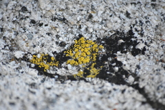 Candelariella rosulans