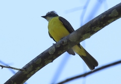 Myiozetetes granadensis