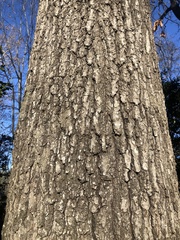 Quercus falcata