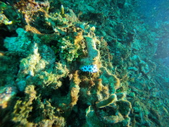 Ceratophyllidia papilligera