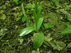Orchis simia