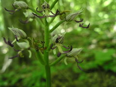 Orchis simia