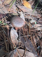 Chroogomphus vinicolor