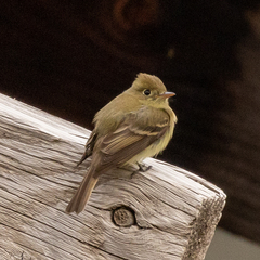 Empidonax difficilis