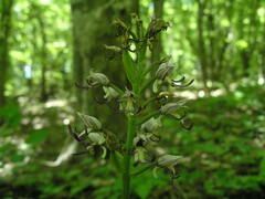 Orchis simia