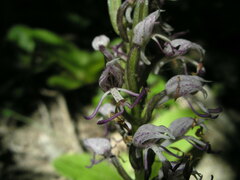 Orchis simia