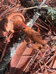 Chroogomphus vinicolor