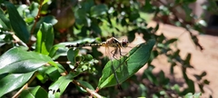 Neodythemis