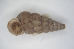 Cochlostoma septemspirale