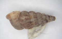 Cochlostoma septemspirale