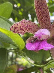 Cattleya tigrina