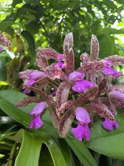 Cattleya tigrina