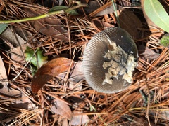Amanita constricta