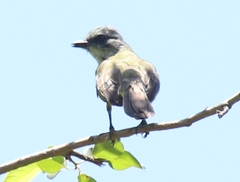 Myiozetetes granadensis