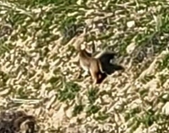 Puma concolor couguar