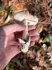 Amanita constricta