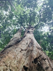Melaleuca leucadendra