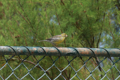 Serinus canaria canaria