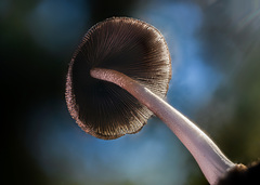 Coprinellus radians
