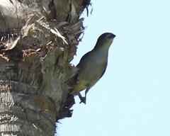 Euphonia chrysopasta