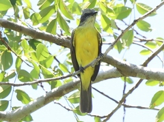 Myiozetetes granadensis