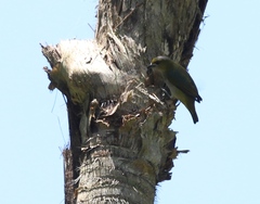 Euphonia chrysopasta