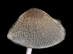 Coprinellus radians
