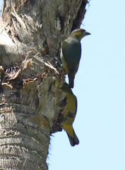 Euphonia chrysopasta
