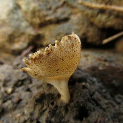 Tarzetta cupularis