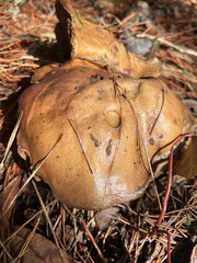 Suillus pungens