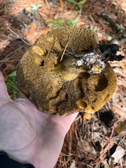 Suillus pungens