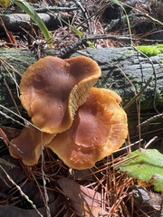Lactarius rubidus