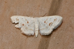 Scopula lautaria