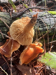 Lactarius rubidus