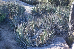 Agave deserti