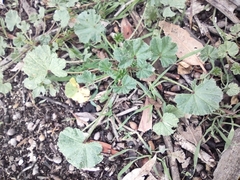 Malva parviflora