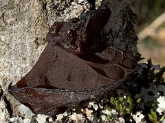 Auricularia auricula-judae